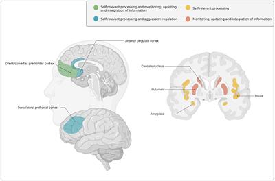 A neurocognitive model of early onset persistent and desistant antisocial behavior in early adulthood
